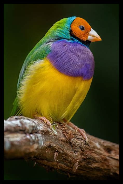 Rainbow Finch by neilmwilson - DPChallenge | Pet birds, Animals ...