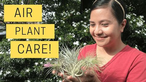 AIR PLANT CARE | HOW TO CARE FOR TILLANDSIA | TIPS, AND TRICKS TO KEEP THEM ALIVE | AIR PLANT ...