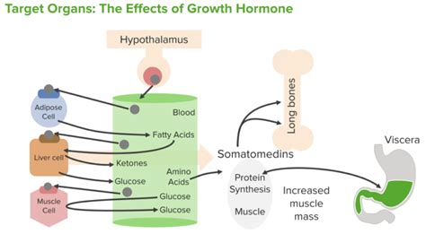 Pituitary Gland Disorders — Hypothalamic–Pituitary–Thyroid Axis and more