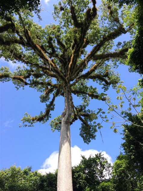 guatemala-heritage-journey-ceiba-tree-tikal - Motherland Travel