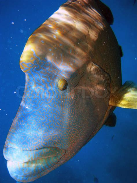 Humphead Maori Wrasse , Australia | Stock Bild | Colourbox