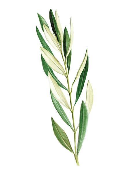 Premium Vector | Stock illustration watercolor drawing olive branch olive leaves