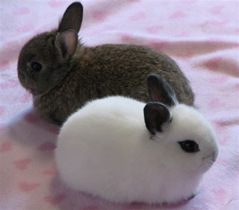 15 of the Best Pet Rabbit Breeds - PetHelpful