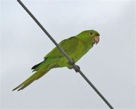 Green Parakeet photos | Birdspix