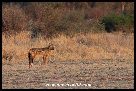 Side-striped Jackal | DeWetsWild