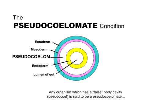 PSEUDOCOELOMATE The Condition PSEUDOCOELOM