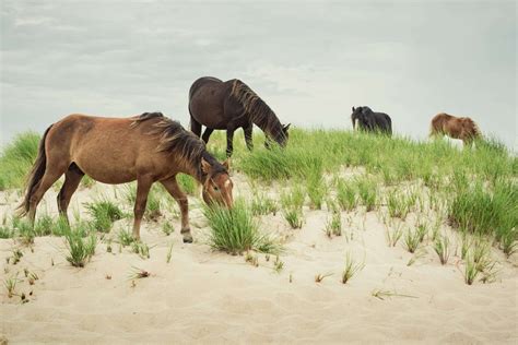 Sable Island: Discover 7 Interesting Facts