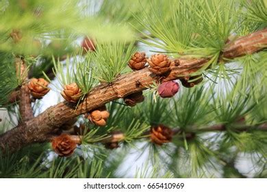 Evergreen Pine Cones Stock Photo 665410969 | Shutterstock