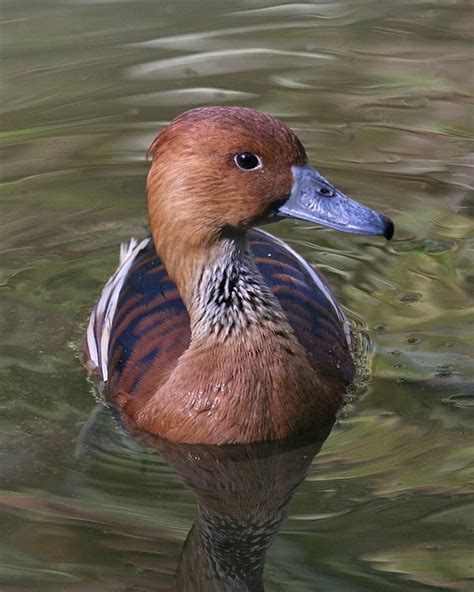 Fulvous Whistling Duck | Birdspix | Duck breeds, Duck, Beautiful birds