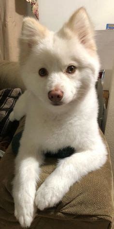 10 Pomsky haircuts ideas in 2022 | dog breeds, puppies, dogs