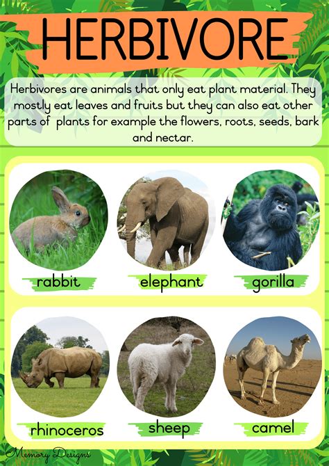 Herbivores Carnivores And Omnivores, Herbivores Carnivores Omnivores ...