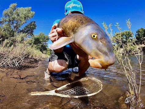 COLORADO FISH SPECIES – Flyseekers