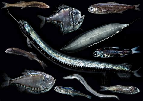 Entering the Twilight Zone: Global moratorium needed on mesopelagic ...