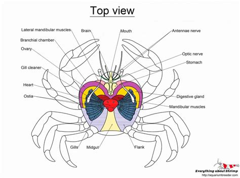 Do Crabs Have Gills? – River Tank Setup