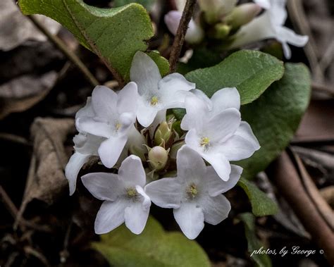 "What's Blooming Now" : Trailing Arbutus (Epigaea repens)