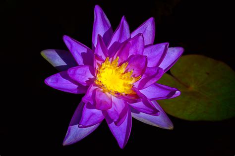 Purple Lotus flower in bloom at Naples Botanical Garden, N… | Flickr