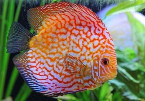 Discus Fish Wallpapers - Wallpaper Cave