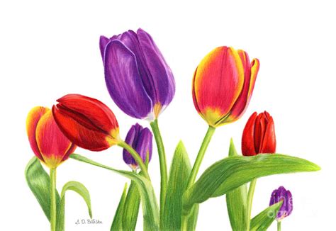 Tulip Garden On White Painting by Sarah Batalka | Fine Art America