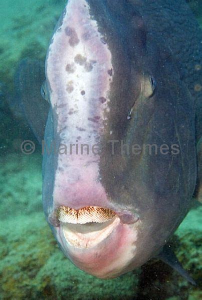 Humphead Parrotfish - MarineThemes Stock Photo Library