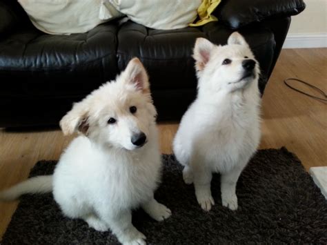 White German Shepherd Puppies - Viewing Gallery