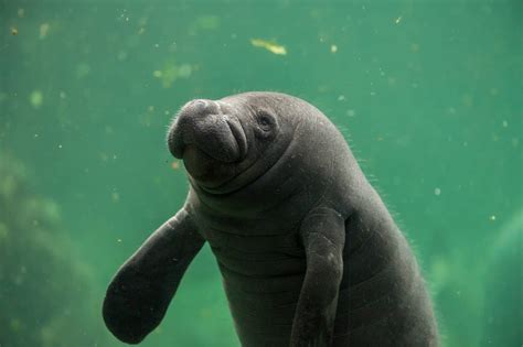 manatee facts, manatee information, seacow facts