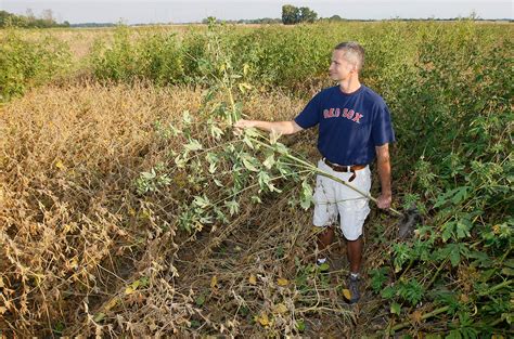 Dicamba-glyphosate combo works well in resistant soybeans