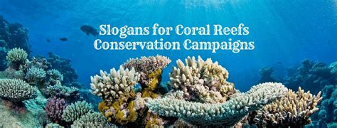 20 Best Slogans for Coral Reefs Conservation Campaigns 2024