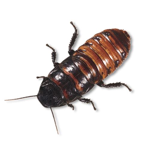 Madagascar Hissing Cockroach | Carolina.com