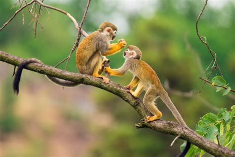 How Many Types of Monkeys Are There in the World? | Reader's Digest