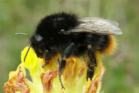 A third of wild bee and hoverfly species are in decline in Britain | New Scientist