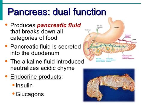 Digestive System Notes