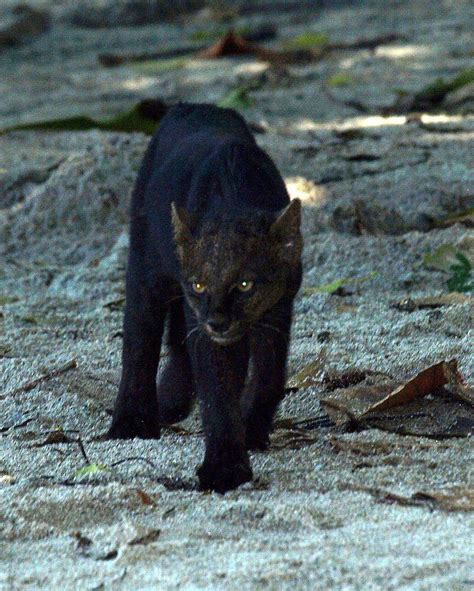 Jaguarundi | Wild cats, Exotic cats, Animals wild