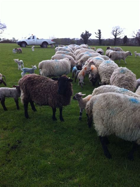 Feeding ewes and lambs in April 2012 (With images) | Farm