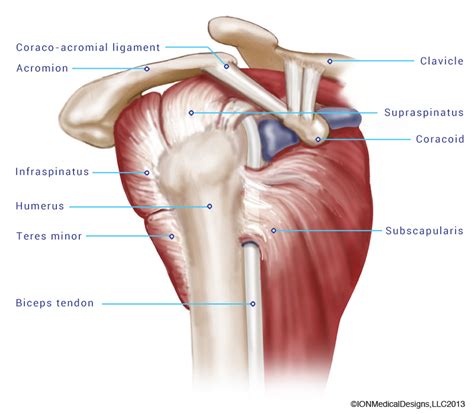 The Rotator Cuff - Joint Preservation Center