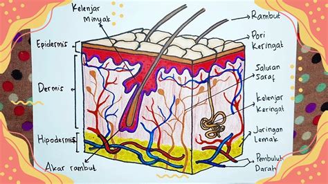 MUDAH !! Cara Menggambar Lapisan Kulit Manusia Beserta Keterangannya - YouTube