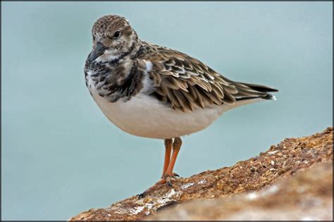 Plover sitting pretty Florida shore birds - Must Do Visitor Guides