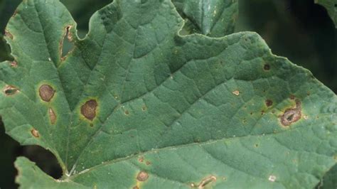 Alternaria Leaf Spot Awareness Can Save Your Cucurbit Crops - Growing Produce