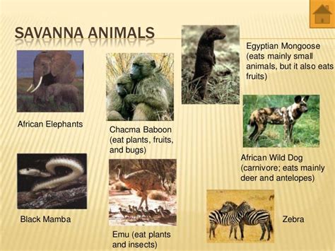 world biomes - animals and plants