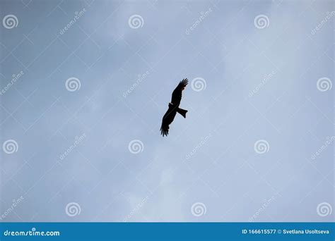 Soaring Eagle Silhouette Stock Photos - Download 405 Royalty Free Photos