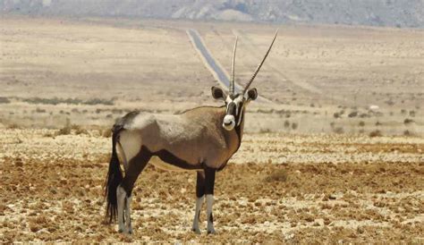 Ultimate Guide for New Mexico Oryx Hunt of 2023-2024: Get Ready for the Unforgettable Adventure ...