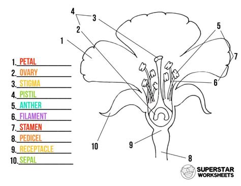 Parts Of Flower Diagram Worksheet