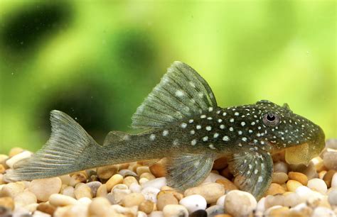 9 of the most desirable plecs for the aquarium - Practical Fishkeeping