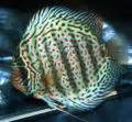 Discus (Symphysodon aequifasciatus) - The Free Freshwater and Saltwater Aquarium Encyclopedia ...