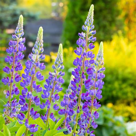 Wild Perennial Lupine Seeds | Flower Seeds in Packets & Bulk | Eden Brothers