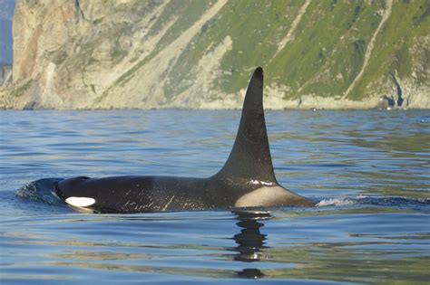 Facts about orcas (killer whales) - Whale & Dolphin Conservation Australia