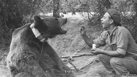 The story of Wojtek the bear, who was "enlisted" into the Polish army in World War II, has been ...