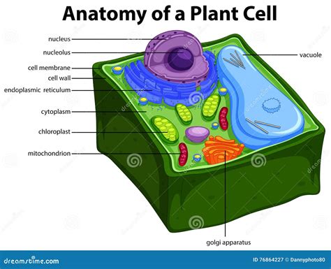 Plant Cell Anatomy Cartoon Vector | CartoonDealer.com #43912193