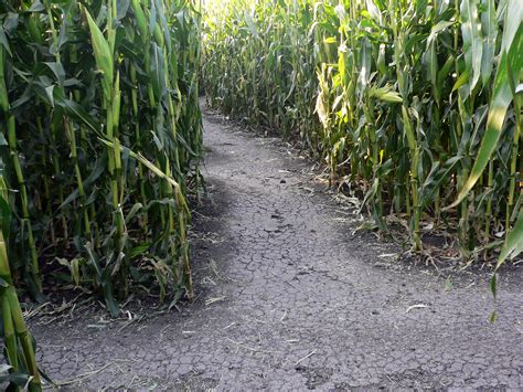 Night Maze - Petaluma Pumpkin Patch and Amazing Corn Maze