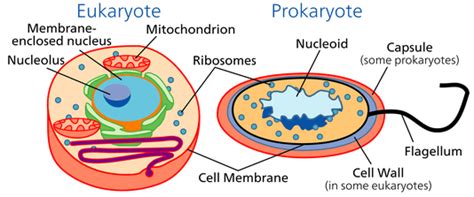 Endosymbiotic Theory: How Eukaryotic Cells Evolve