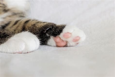 Cat Paw Pads Change Color